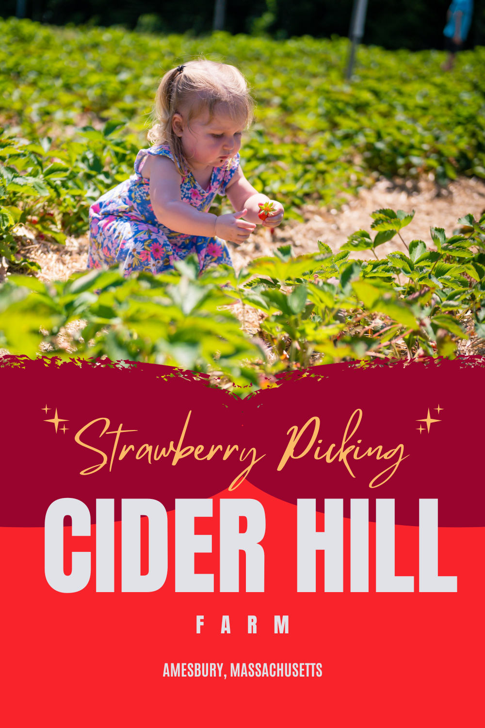 Day at Cider Hill Farm Strawberry Picking At the